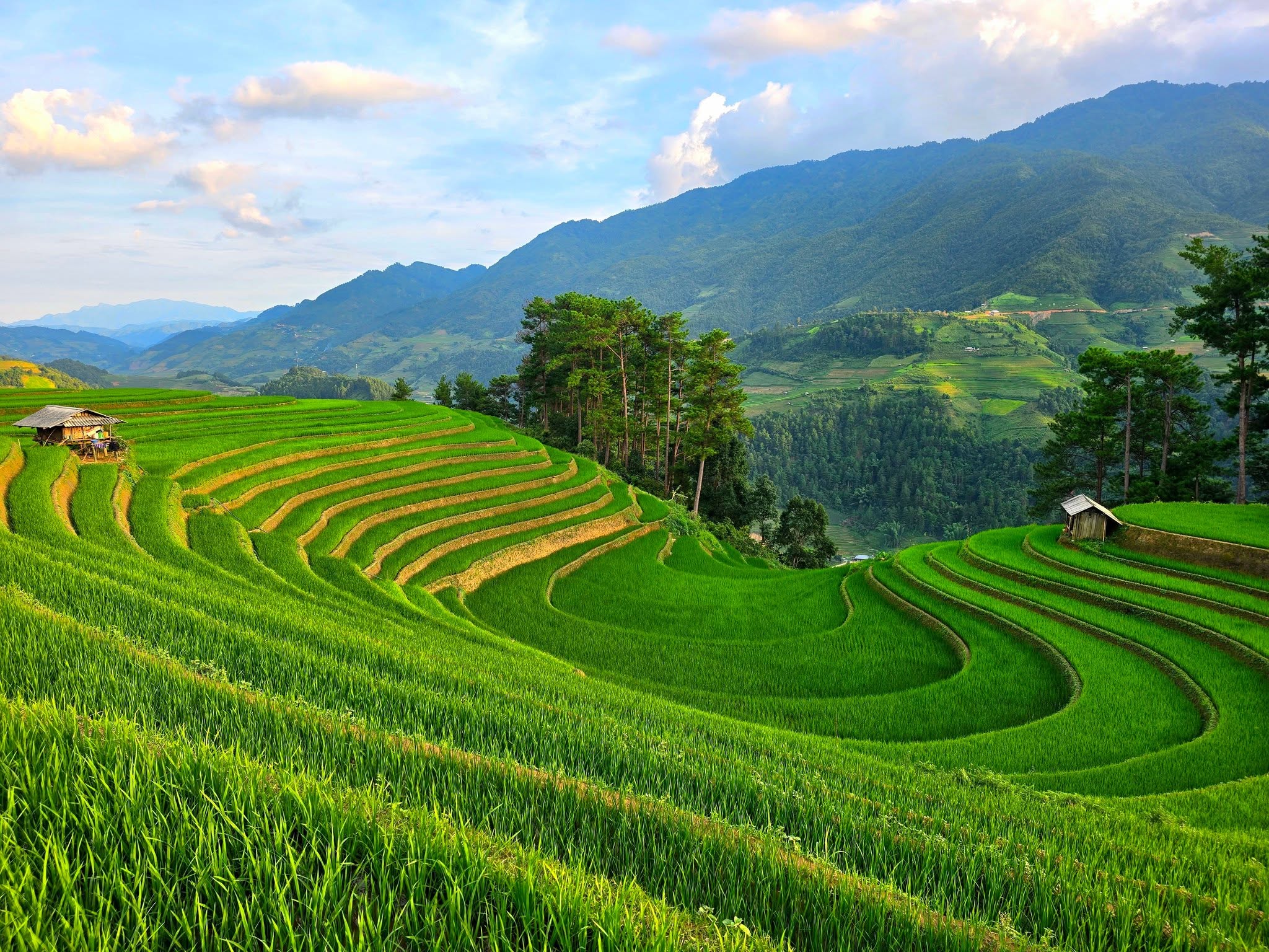 M&oacute;ng ngựa m&ugrave;a l&uacute;a xanh
